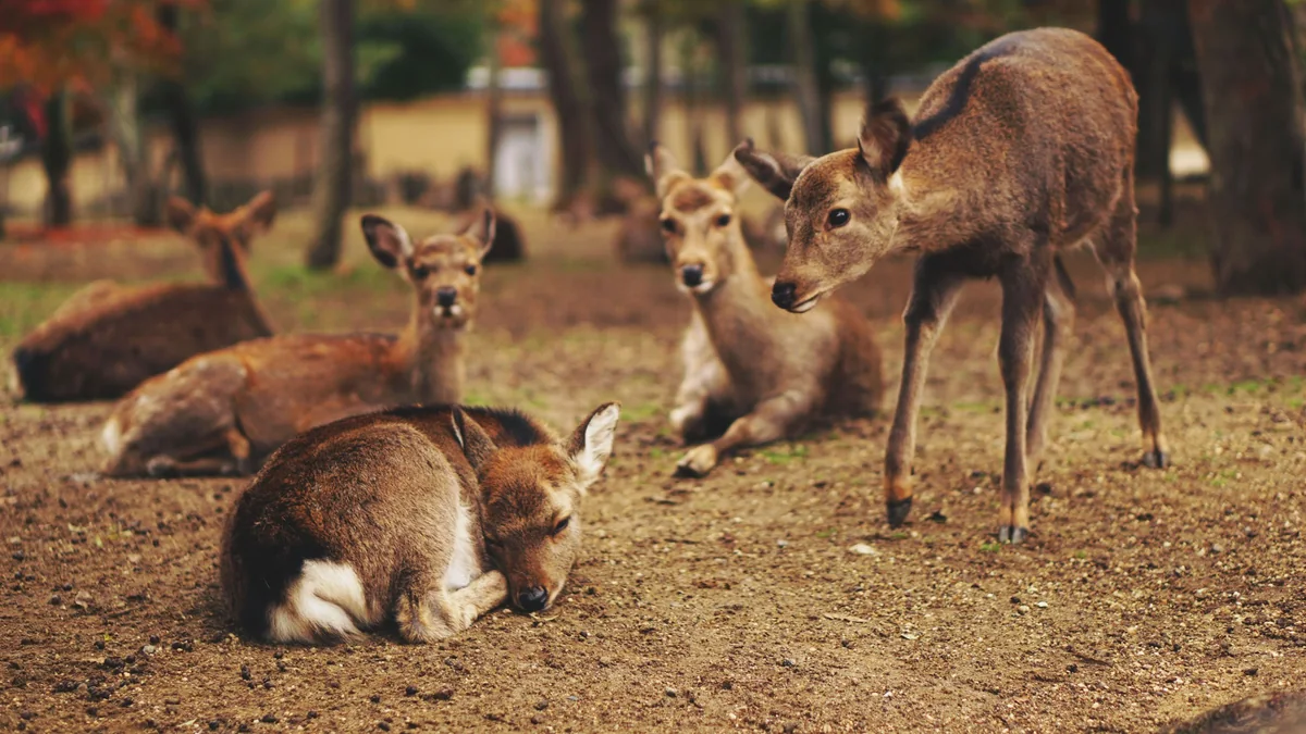 Deer resting in Nara Park
