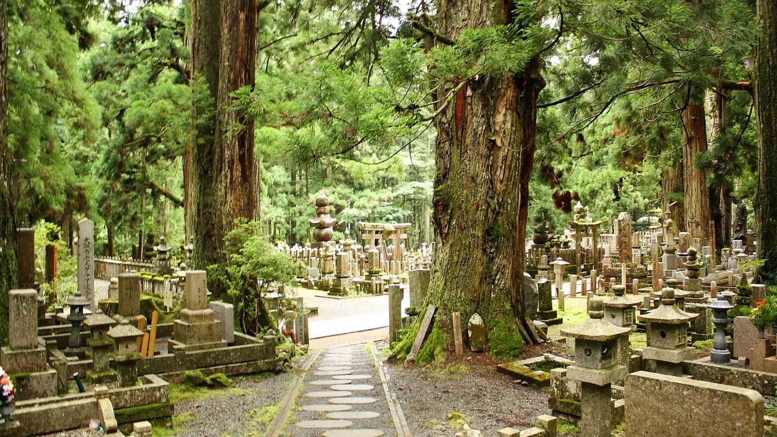 Cedar-lined path through Okunoin Cemetery in Koyasan, Wakayama
