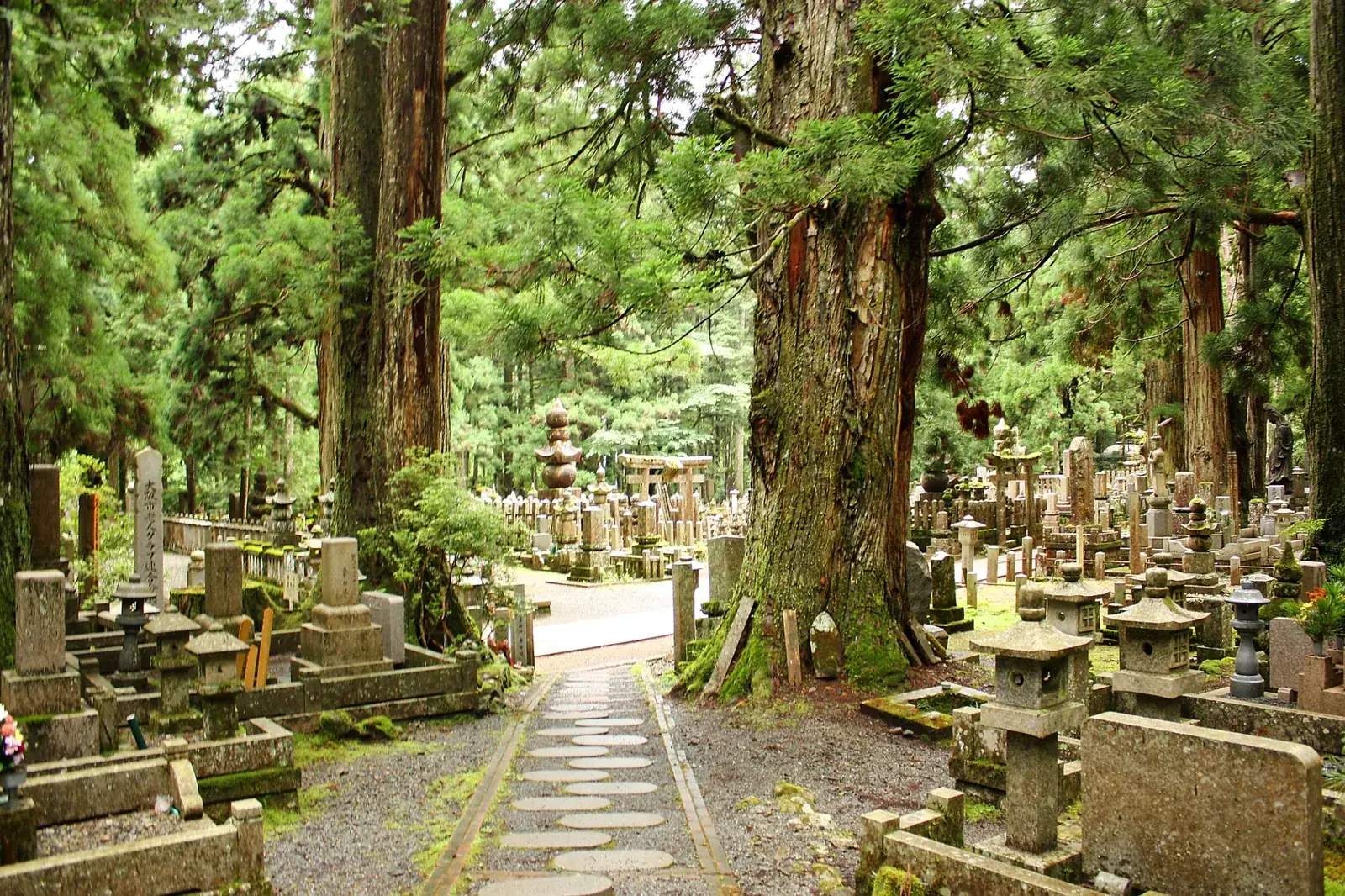Cedar-lined path through Okunoin Cemetery in Koyasan, Wakayama