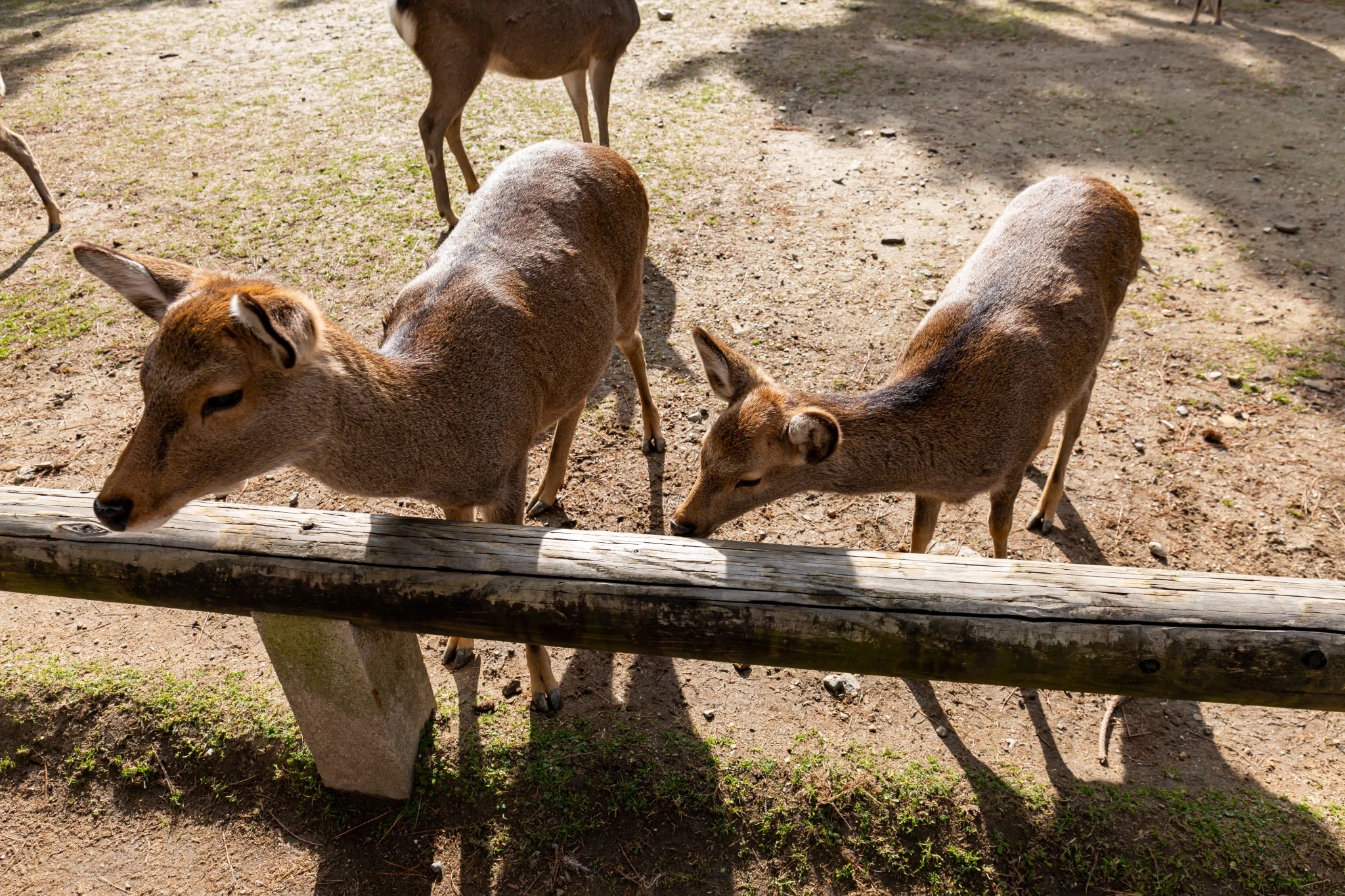 Deer standing in Nara Park