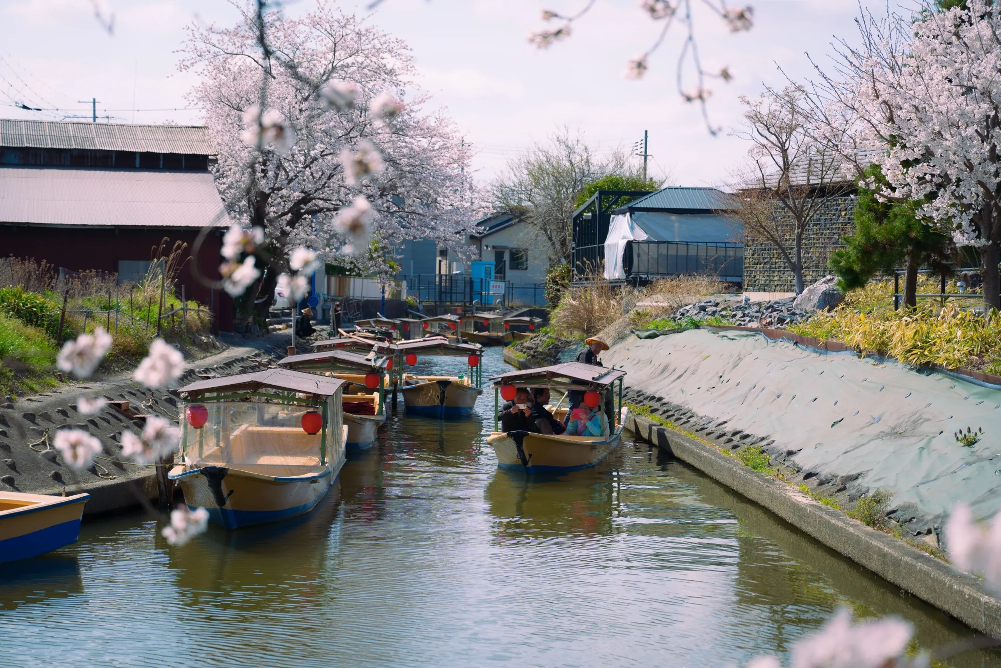 Traditional Suigo boats beneath cherry blossoms in Omi Hachiman